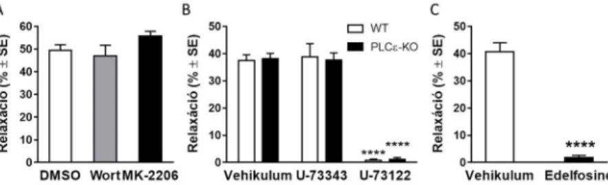 6. ábra Az LPA indukálta vazorelaxációban érintett jelátviteli útvonalak  Szintén  irodalmi  adatok  utalnak  arra,  hogy  az  LPA 1   receptor  képes  fokozni  az  inozitol-triszfoszfát  (IP 3 )  termelődését,  és  az  ezt  követő  intracelluláris  Ca 2+ 