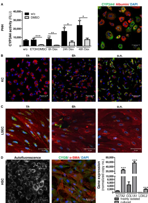 Fig 3. Functional activity of cultured cells. In PHH activity of CYP3A4 was determined after stimulation with 25 μ M dexamethasone for 6-48h