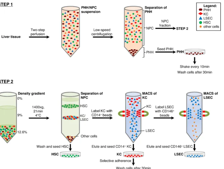 Fig 1. Preparation scheme for the isolation of primary liver cells. Liver cell suspensions were obtained by digesting liver tissues using collagenase two- two-step perfusion