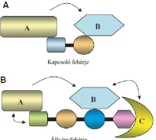 3-4. ábra:  A  kapcsoló  és  az állványfehérjék  működése. Mindkét típusú  fehérje  a jelátvitel  szabályozásában  vesz  rész  azáltal,  hogy  megköti,  irányítja,  komplexbe  szervezi  az  útvonal egyes komponenseit