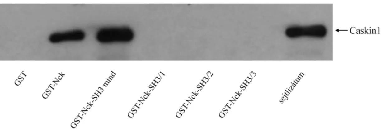6-5. ábra: In vitro a Caskin1 az Nck SH3 doménjeihez  kapcsolódik.  Teljes hosszúságú Nck-t (GST- (GST-Nck),  a  három  SH3  domént  egyben  SH3  mind),  és  a  különálló  SH3  doméneket   (GST-Nck-SH3/1, SH3/2, SH3/3) tartalmazó GST konstrukciókat glutati