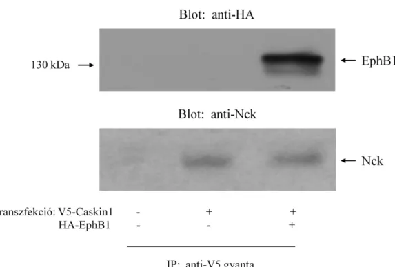 6-9. ábra: In vivo a Caskin1 az Nck-n keresztül az EphB1-hez asszociálódik. V5-Caskin1-gyel, illetve  HA-EphB1-gyel és V5-Caskin1-gyel tranziensen transzfektált COS7 sejtek kivonatából anti-V5 gyantával  immunprecipitáltunk