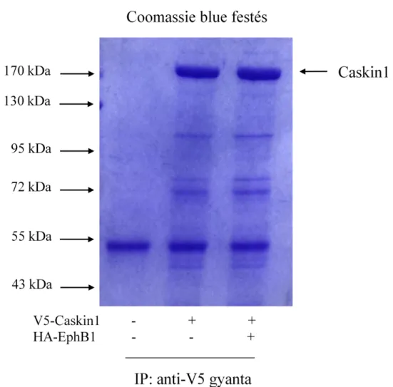 6-12. ábra: Az immunprecipitált Caskin1 láthatóságának ellenőrzése. Transzfekció nélküli, V5- V5-Caskin1-gyel, illetve V5-Caskin1-gyel és HA-EphB1-gyel kotranszfektált COS7 sejtek  kivonatából  anti-V5  gyantával  immunprecipitáltuk  a  Caskin1-et