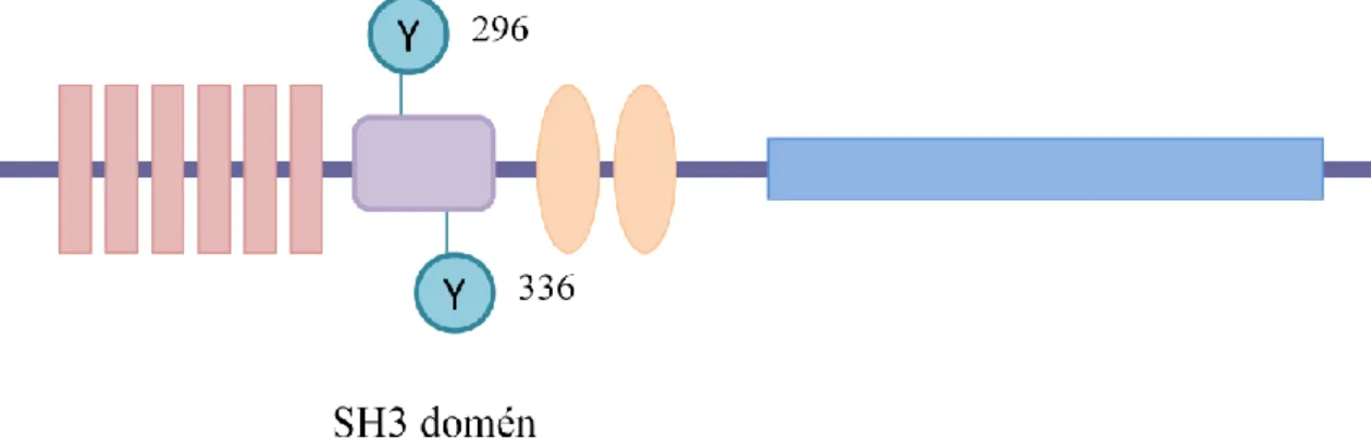 6-13. ábra: Az EphB1 hatására megjelenő két tirozin foszforilációs hely a Caskin1 SH3 doménjében  található.