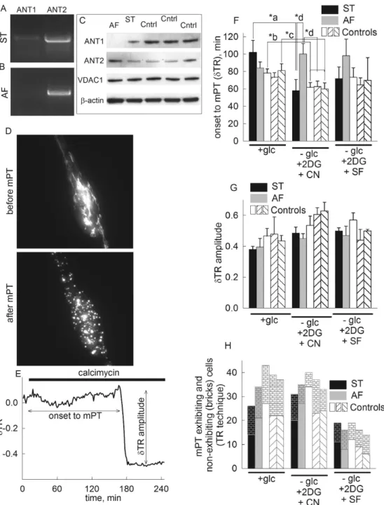 Figure 1.  Effect of loss of ANT1 gene expression on in situ mitochondrial swelling (visualized by  DsRed2) induced by calcimycin in human fibroblasts during various metabolic conditions [+ glucose,  no glucose + 2-deoxyglucose (2 mM) + NaCN (5 mM), no glu