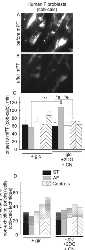 Figure 2.  Effect of loss of ANT1 gene expression on in situ mitochondrial swelling (visualized by the cobalt- cobalt-calcein technique) induced by calcimycin in human fibroblasts during various metabolic conditions [+ glucose,  no glucose + 2-deoxyglucose