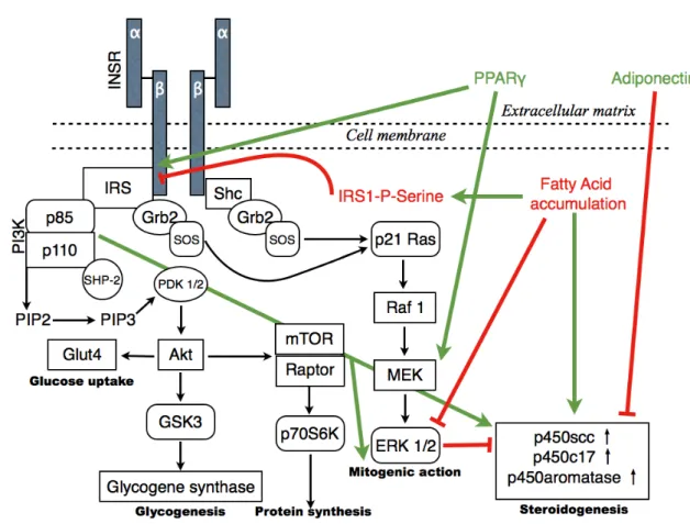 Figure  3.: Illustration of major signalling pathways of  insulin action and  its modifying factors in  PCOS:  Binding  of  insulin  to  its  receptor  (INSR)  results  in  autophosphorylation  and  tyrosine  kinase  activation of  the receptor