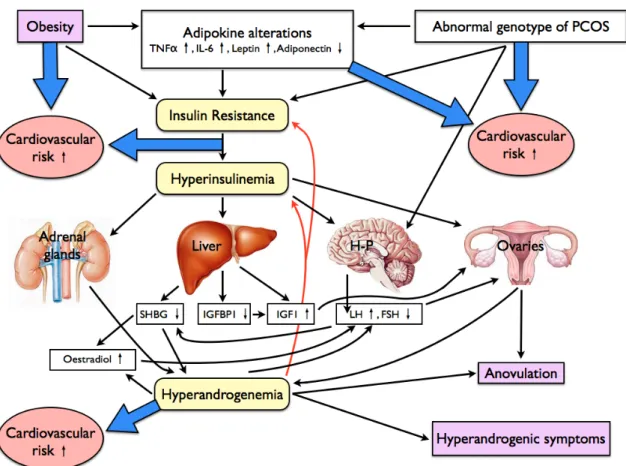 Figure  5.:  The  pathophysiology  of PCOS.  The  black  and  red  arrows  show  direct  effects  on  altered  processes and relationships  between biochemical/laboratory changes