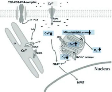 Fig. 7. Schematic representation of neonatal CD4+ T-cell activation.  