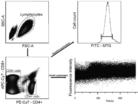 Fig 1. Staining and gating strategy. The population of lymphocytes was gated from PBMCs according to Forward  Scatter Characteristics and Side Scatter Characteristics
