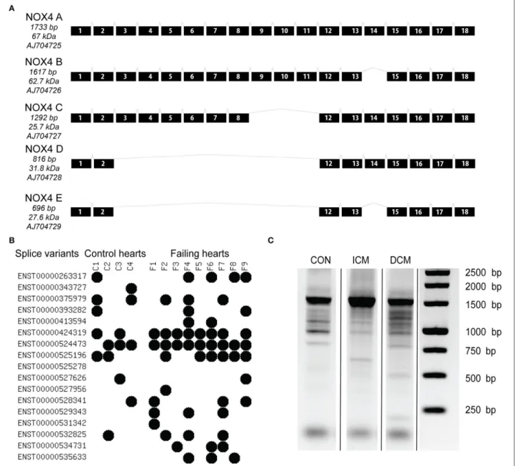 FIGURE 1 | Known transcript variants of the NOX4 messenger RNA as original described in a human endothelial cell line by Goyal et al