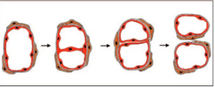 Figure 3. Intussusceptive microvascular growth. Schematic representation of intussusceptive microvessel growth