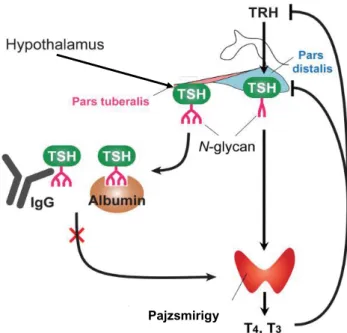 2. ábra A bovin TSH és a makro-TSH hatása a TSH-receptorral transz- transz-fektált CHO-sejtek cAMP-produkciójára