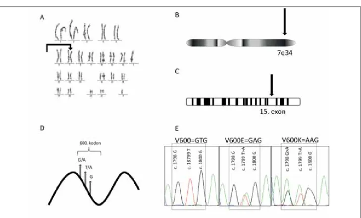 2. ábra A BRAF gén elhelyezkedése és mutációinak szemléltetése