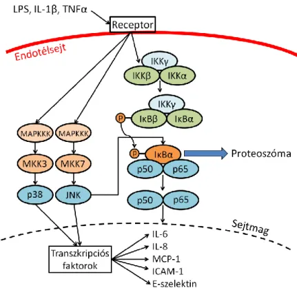 4. Ábra: Az NFκB, p38-MAPK és JNK-MAPK jelátviteli utak sematikus rajza (68,  69).  Az NFκB inaktív állapotban az IκB gátló fehérjéhez kötődik a citoplazmában