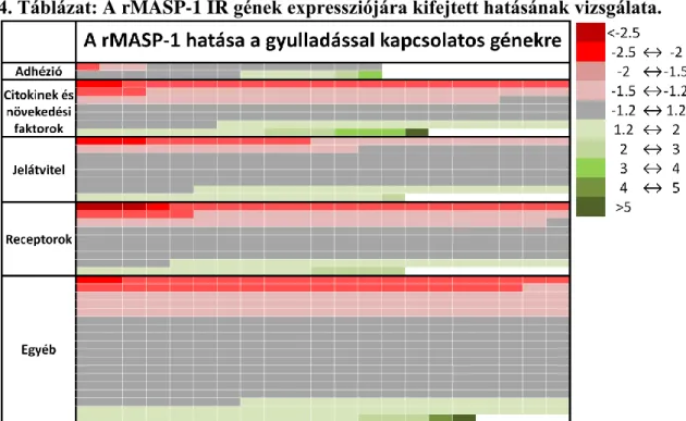 4. Táblázat: A rMASP-1 IR gének expressziójára kifejtett hatásának vizsgálata. 