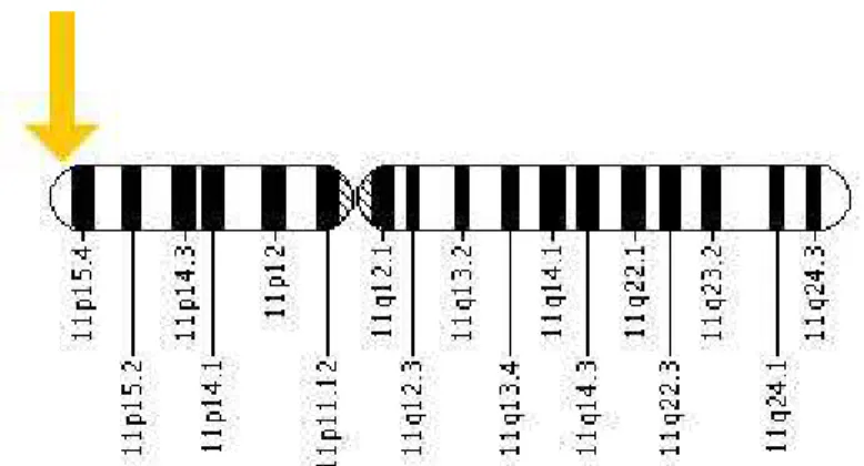 2. ábra: Az IGF-II gén elhelyezkedése a 11. kromoszóma rövid karján 