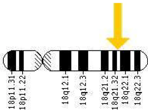 5. ábra: A Bcl-2 gén elhelyezkedése a 18. kromoszóma hosszú karján