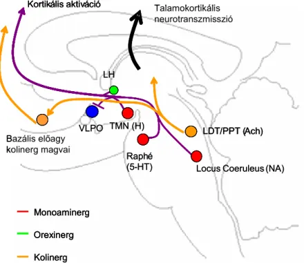 4. ábra  Az ébrenlét szabályozásában résztvevő főbb pályarendszerek [26] 