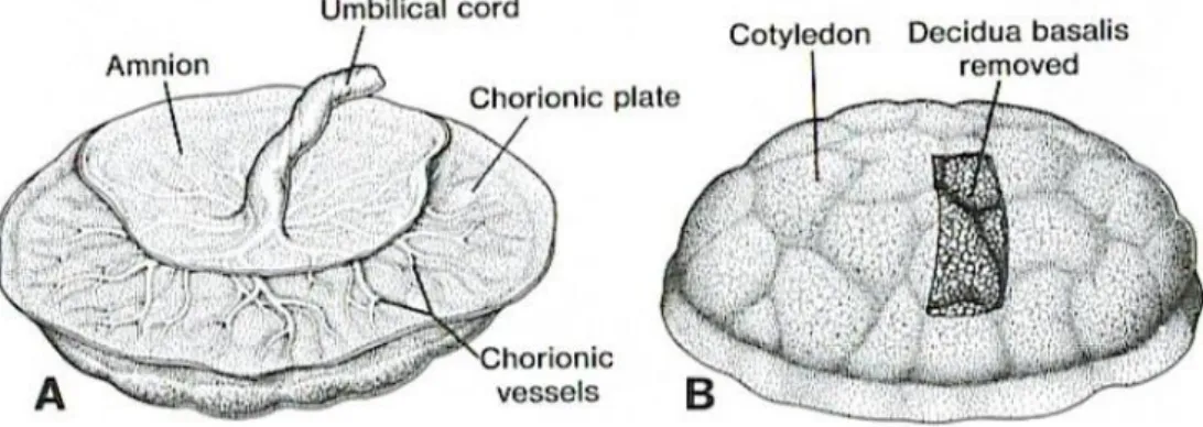 8. ábra. A placenta sematikus ábrázolása. A. Magzati felszín. B. Anyai felszín és  cotyledon (Mannelli és mtsai 2015) 