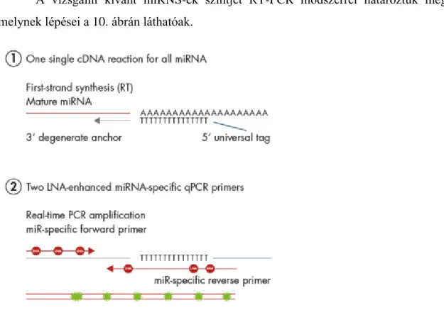 10. ábra. Real-time PCR (Forrás: Qiagen miRCURY® LNA® miRNA PCR - Exosomes,  Serum/Plasma and Other Biofluid Samples kézikönyv, 2017 október) 