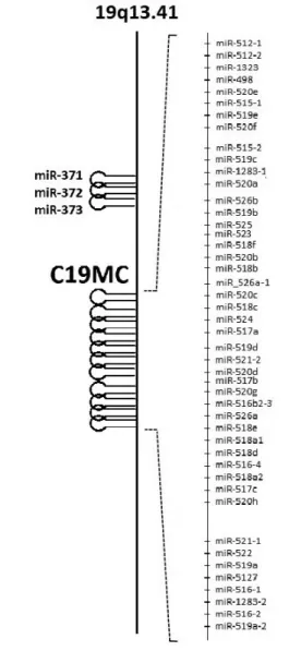 2. ábra A C19MC miRNS-klaszter