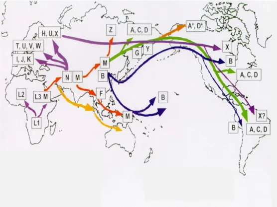 5. ábra: A mitochondriális haplocsoportok migrációs térképe 