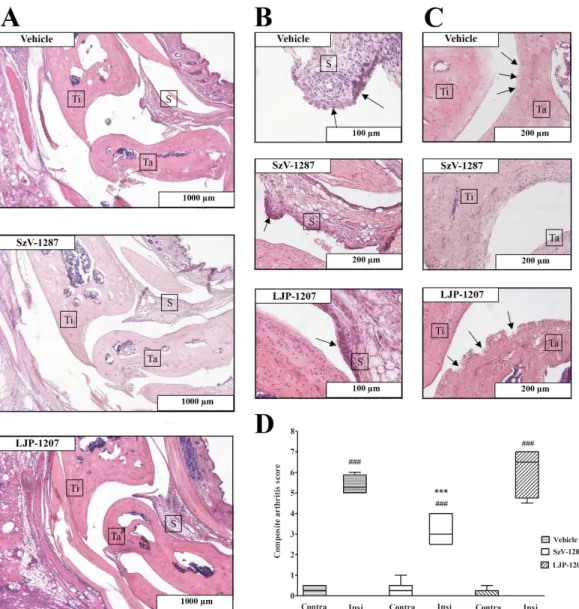Figure 6.  SzV-1287 decreases histopathological alterations in the tibiotarsal joint in response to CFA  injection