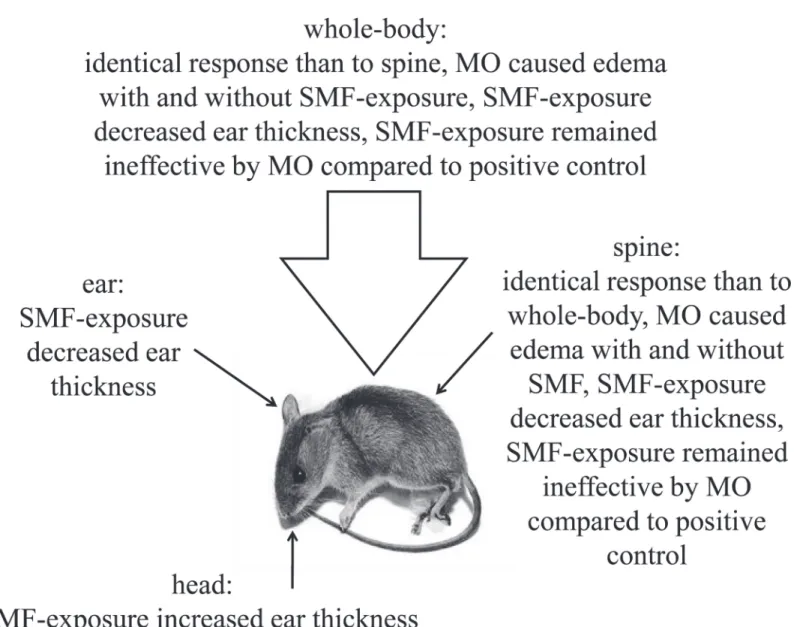 Fig 4. The observations in mice challenged with mustard oil (MO) in an induced ear edema model by different static magnetic field (SMF)- (SMF)-exposures: whole-body, local on the spine, local on the ear, and local on the head.