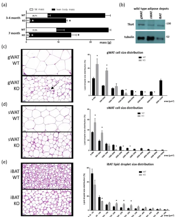 Figure 1. Adipogenic phenotypes of the Tks4-knockout (KO) mice. (a) Fat mass and lean body mass of 3–4- and 7-month-old wild-type (WT) and Tks4-KO mice as measured via EchoMRI
