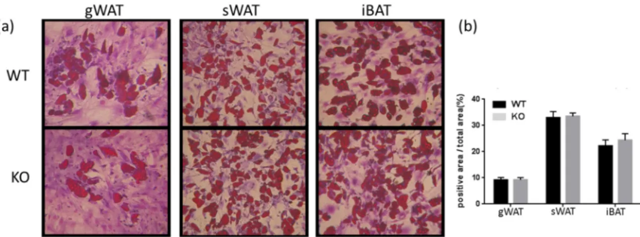 Figure 1. Adipogenic phenotypes of the Tks4-knockout (KO) mice. (a) Fat mass and lean body mass  of 3−4- and 7-month-old wild-type (WT) and Tks4-KO mice as measured via EchoMRI