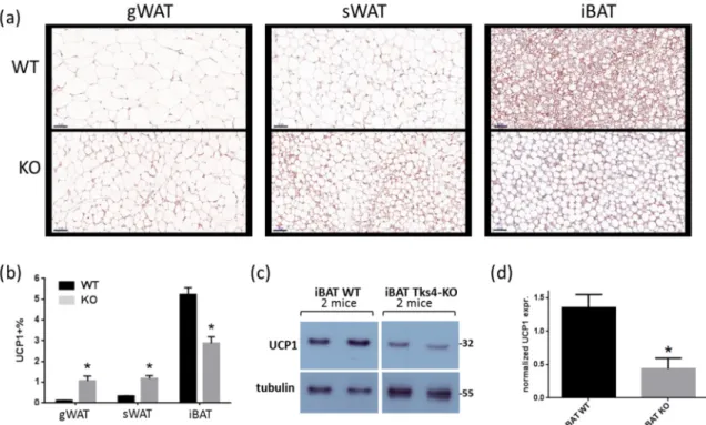 Figure 3. Adipogenic phenotypes of Tks4-KO mice. (a) Representative images of uncoupling protein  1 (UCP1)-stained gWAT, sWAT, and iBAT sections isolated from WT and Tks4-KO mice