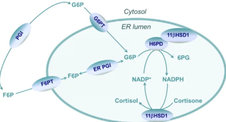 Fig. 2 Pyridine dinucleotide homeostasis in the ER lumen. F6P, fructose  6-phosphate; F6PT, F6P transporter; G6P, glucose 6-phosphate; G6PT, G6P 