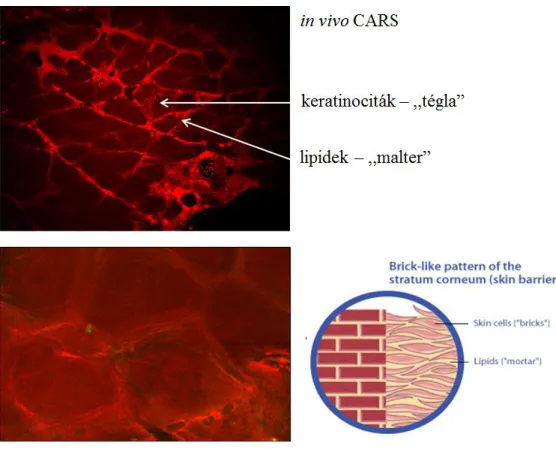 18. ábra PEIm részecskék in vivo penetrációjának vizsgálata CARS módszerrel