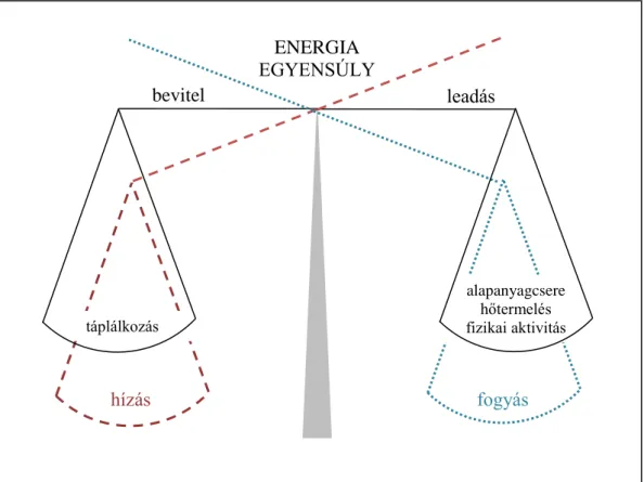 1. ábra: Az energia egyensúly kialakulása. Ha a bevitt energia mennyisége (táplálék) megegyezik,  a  felhasználttal  (alapanyagcsere,  hőtermelés,  fizikai  aktivitás),  akkor  az  egyed  testsúlya  nem  változik