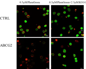 Fig 3. Fluorescent PG accumulation in human PLB cells, examined by confocal microscopy