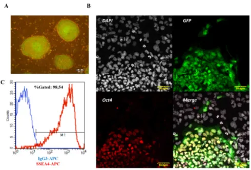 Figure  5.  Characterization  of  HUES9-CAG-EGFP  cells.  (A)  Fluorescence  microscopy  image  of  HUES9-CAG-EGFP  colonies  on  MEF  feeder  layer,  showing  hESC-like  morphology