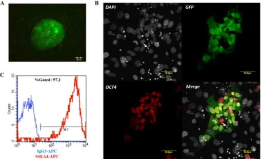 Figure  6.  Characterization  of  BG01V-CAG-EGFP  cells.  (A)  Fluorescence  microscopy  image  of  BG01V-CAG-EGFP  colonies  on  MEF  feeder  layer,  showing  hESC-like  morphology
