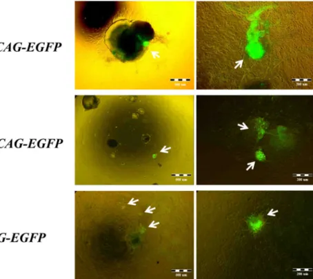 Figure 9. Fluorescence microscopy images of spontaneously contracting areas. The  images  show  spontaneously  contracting  areas  differentiated  from  two  different  human  embryonic  stem  cell  lines  (HUES9-CAG-EGFP  and  BG01V-CAG-EGFP)  and  from  