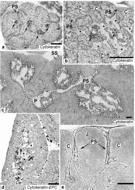 Fig. 1 a – d Cytokeratin immunostaining. a Developing thymus of a 16-day-old chicken embryo