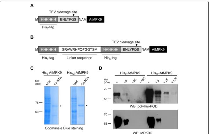 Fig. 1 IMAC purification and Western blot analysis of His 6 -AtMPK9 and His 12 -AtMPK9 proteins