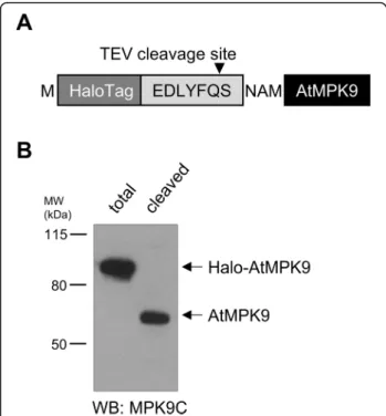 Fig. 3 Western blot analysis of translated Halo-AtMPK9 protein. a Amino acid sequence of tagging region of HaloTag-labelled AtMPK9 vector construct