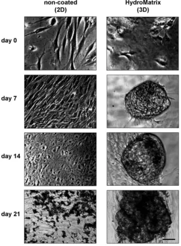 Fig. 4. Morphological changes during osteogenic differentiation of PDLSCs on non-coated and HydroMatrix (HydM)-coated surfaces