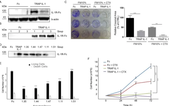 Figure 2. A recombinant decoy containing IL-1R1 inhibits Caco-2 growth. (A) Western blot analysis of  Caco-2 TRAP IL-1 and Fc