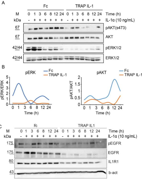 Figure 4. Bimodal activation of ERK and AKT after stimulation with IL-1A. (A) Western blot  analysis of phospho-AKT s473 (pAKT) and phospho-ERK (pERK) levels in Caco-2 Fc and Caco-2  TRAP IL-1 cells (time course)
