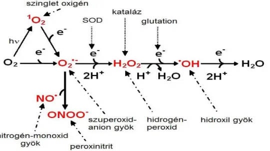 1. ábra: A Reaktív oxigén-, és nitrogén származékok egymásba alakulásának sematikus  rajza:  A  molekuláris  oxigén  lépésenkénti,  egyértékű  redukciója  szuperoxidot  (O 2 •− ), 