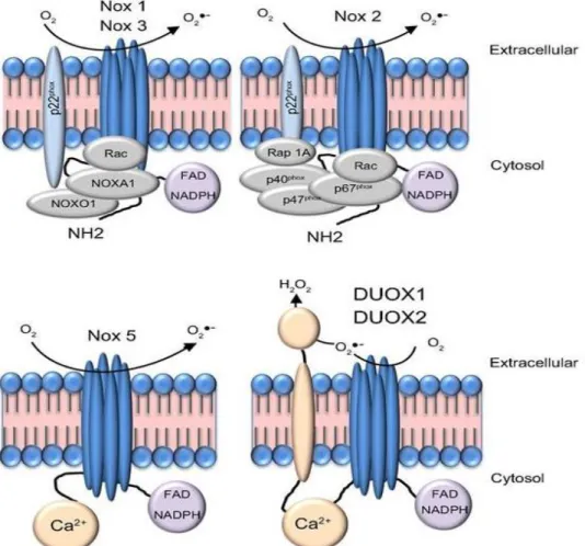 3. ábra: A NAPDH oxidázok alegységeinek sematikus rajza: A Nox1 és Nox3 oxidázok  szükséges alegysége a stabilizáló p22 phox , szabályzó faktoraik a p47 phox , p67 phox  és homológjai a  Noxo1,  Noxa1,  valamint    GTP-kötött  Rac