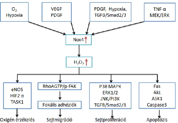12. ábra: A Nox4 által regulált jelátviteli útvonalak és fiziológiás funkcióik:  A Nox4 és  általa generált H 2 O 2  a sejt számos endogén jelére reagálva redox úton regulál fehérjéket, melyek  lehetnek  szerin-treonin  kinázok,  foszfatázok  vagy  transzk