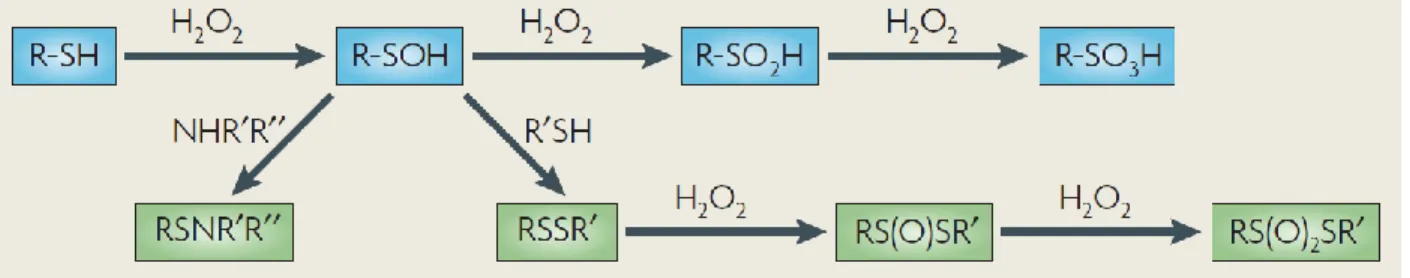 14. ábra: Fehérjék cisztein oldalláncainak szabad tiol csoportjainak oxidációs lehetőségei: 