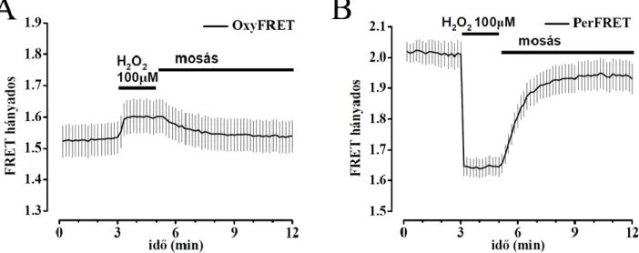 21. ábra: Az OxyFRET és PerFRET szondák regenerálódása: 100 μM H 2 O 2  hozzáadást  követően HeLa sejtekben expresszált OxyFRET  (A)  és  PerFRET (B)  szondák  a  H 2 O 2   kimosása  során regenerálódnak (Dr